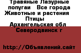 Травяные Лазурные попугаи - Все города Животные и растения » Птицы   . Архангельская обл.,Северодвинск г.